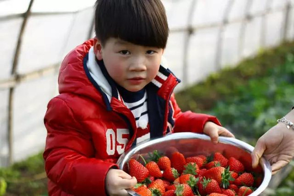 冬草莓熟了，成都周邊17個(gè)最佳采摘點(diǎn)——重慶美農(nóng)達(dá)探訪(fǎng)之旅
